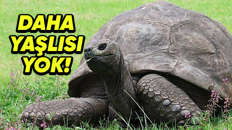 Dünyanın En Yaşlı 7 Hayvanı İle Tanışın! (Biri Guinness Dünya Rekoru’nu Elinde Tutuyor)